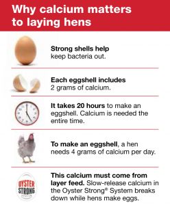 Calcium for Laying Hens